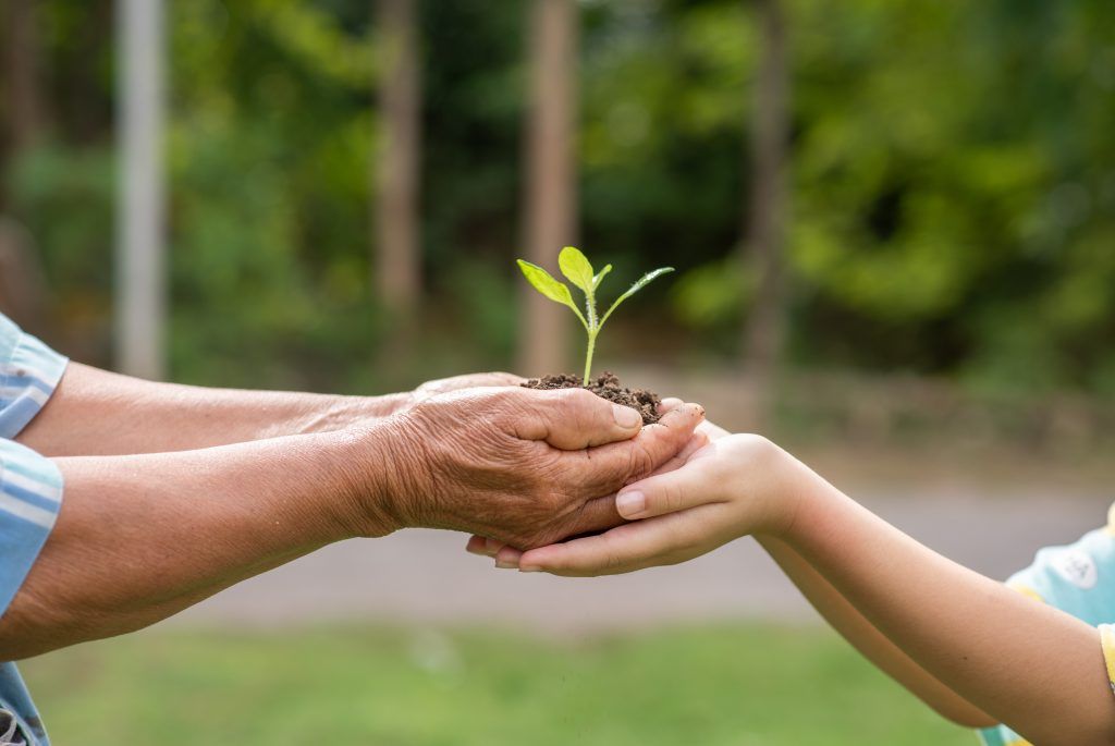 Ukraine Sets World Record for Planting Trees in One Day