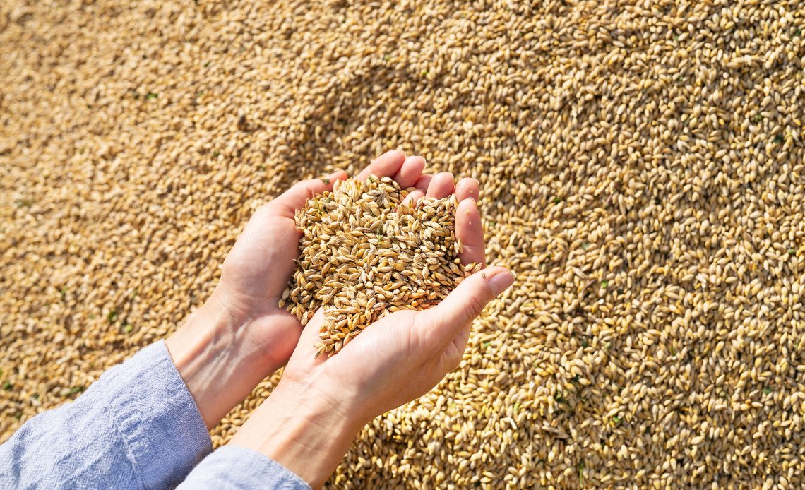 grain