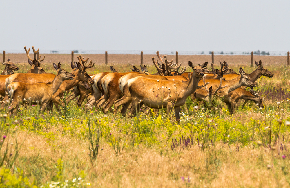 Russian Occupiers Turn Nature Reserves in Ukraine into Hunting Grounds